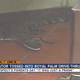 An image of the alligator that was thrown into the Wendy’s drive-thru in October 2015 in Royal Palm Beach, Fla.
WPTV screenshot